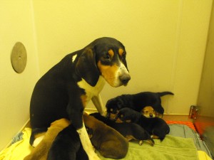 Foster Home Needed for this little family