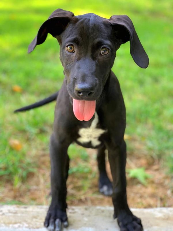 Help Madison Lifesaving Center Soon) and Thrift