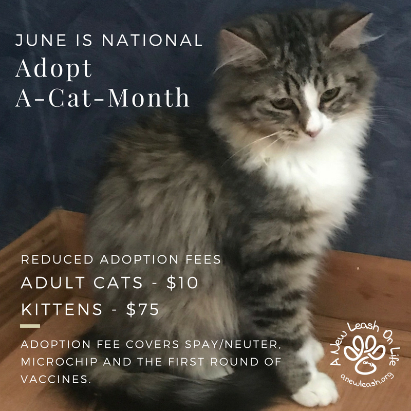 adopt a cat month