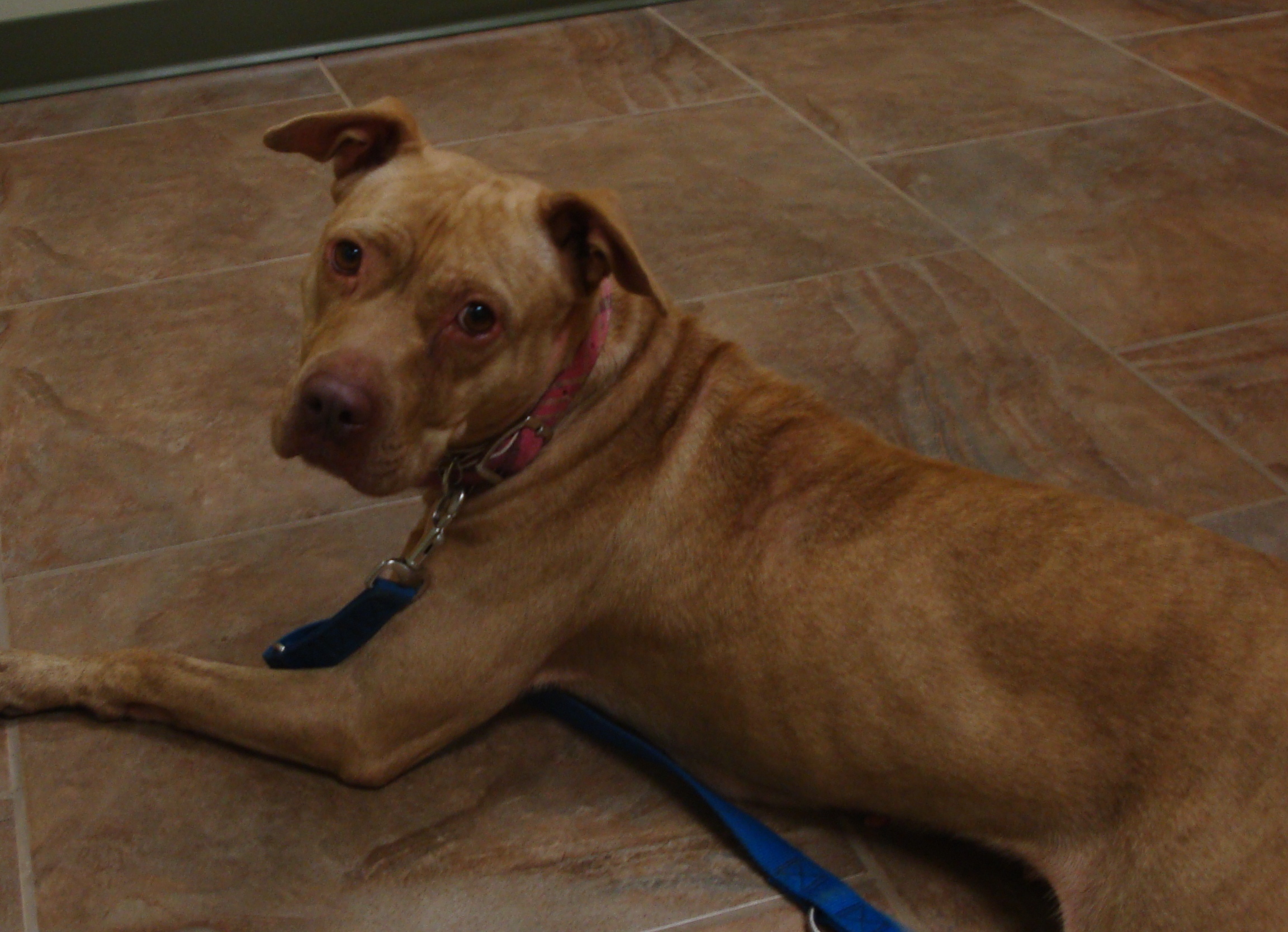 dog positive for heartworm