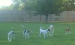 Dogs Playing out Back at A New Leash Lodge in Huntsville AL