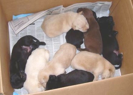 best food for 3 week old puppies