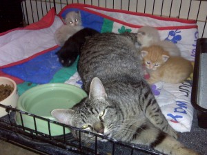 Sweet Mom Nursing Kittens who are not hers